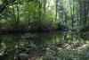 Azalea Pond, Ramble, Central Park