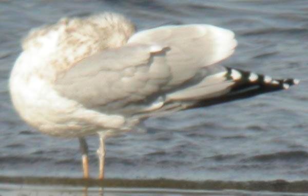 Herring Gull