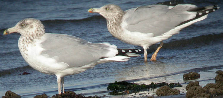 Herring Gull