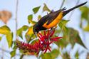 Black-vented Oriole in Texas