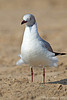 Gray-hooded Gull on the beach at Coney Island