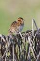 Nelson's Sharp-tailed Sparrow in North Dakota