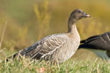 Pink-footed Goose in Montauk