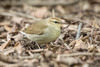 Swainson's Warbler, Central Park, NYC