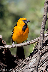 Altamira Oriole