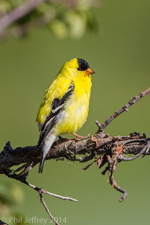 American Goldfinch