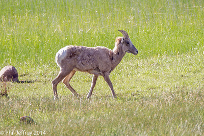 Bighorn Sheep, Endovalley, Rocky Mountain National Park