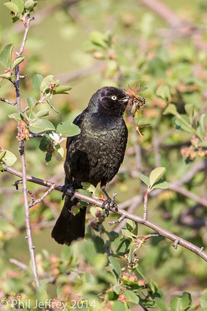 Brewer's Blackbird male with food