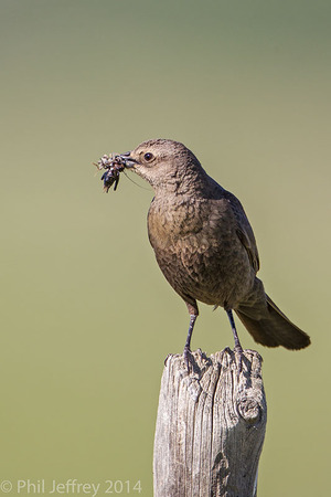 female Brewer's Blackbird