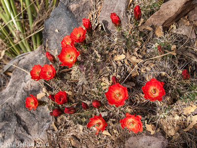 Cactus flower in Big Bend National Park