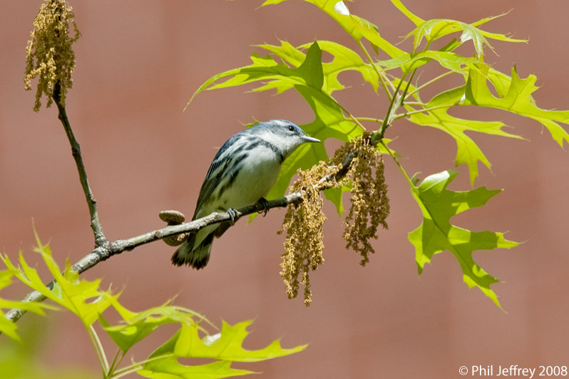 Cerulean Warbler