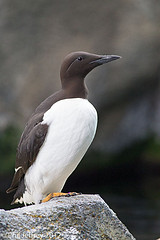 Common Murre