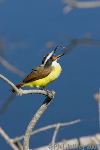 Great Kiskadee