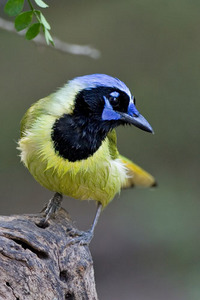 Green Jay