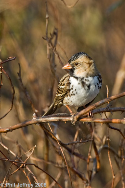 Harris's Sparrow adult