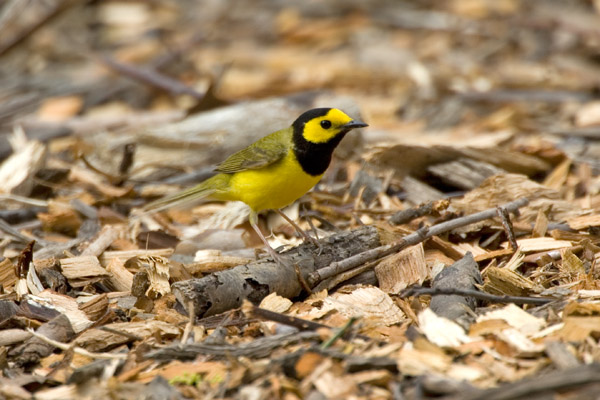 Hooded Warbler