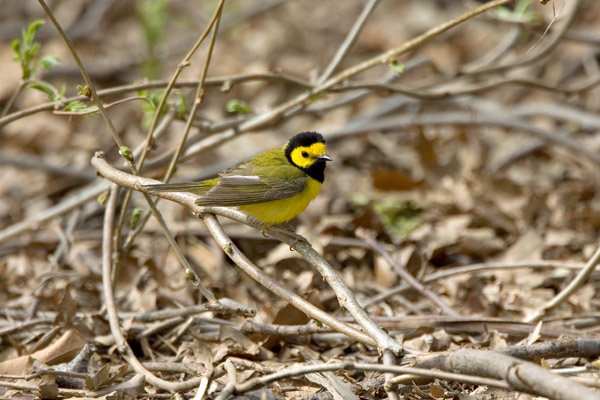 Hooded Warbler