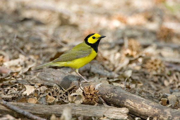 Hooded Warbler