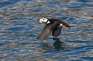 Horned Puffin in flight