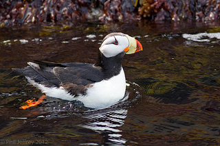 Horned Puffin