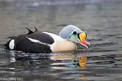 King Eider