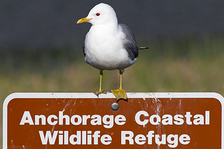 Mew Gull, Potter Marsh