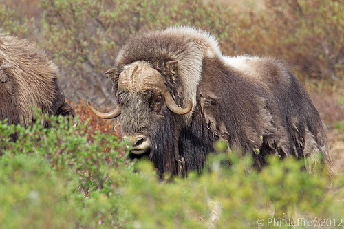 Male Muskox