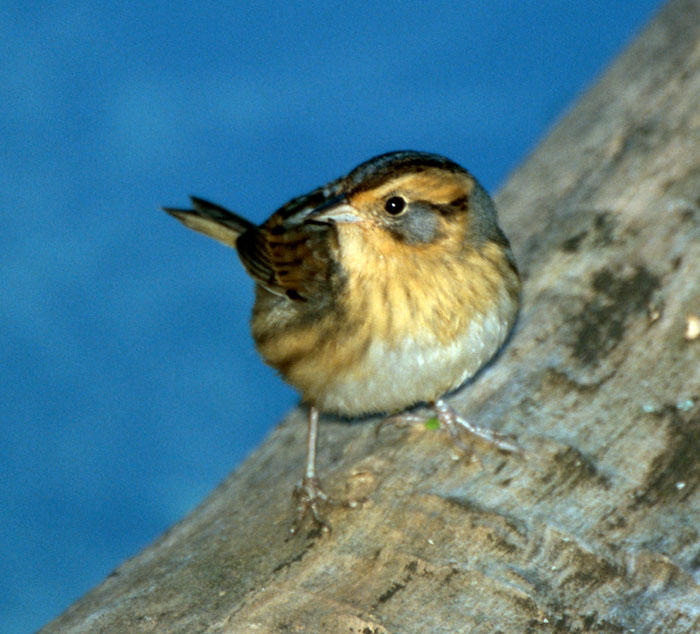 Nelson's (Sharp-tailed) Sparrow