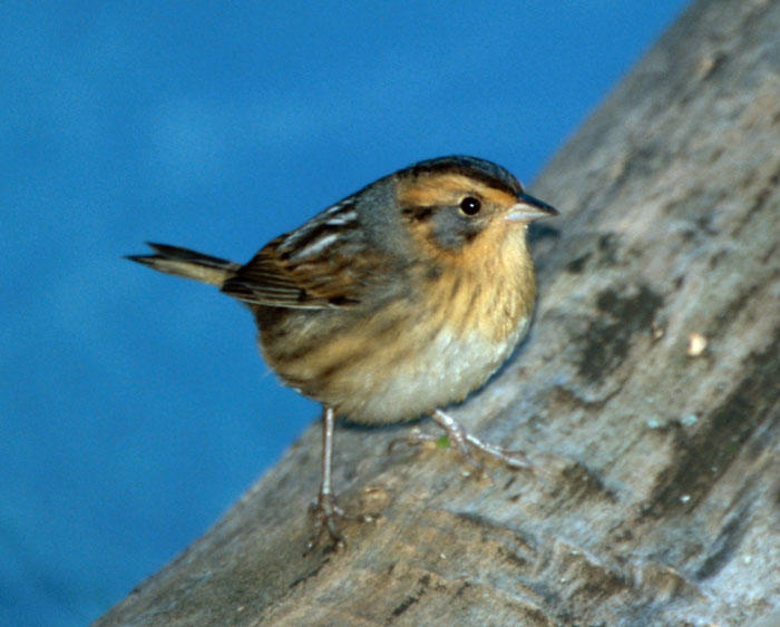 Nelson's (Sharp-tailed) Sparrow
