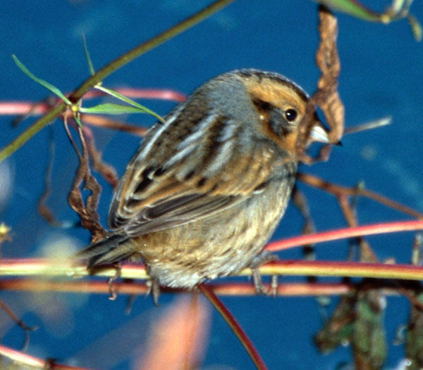 Nelson's (Sharp-tailed) Sparrow