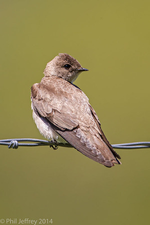 Adult Northern Rough-winged Swallow