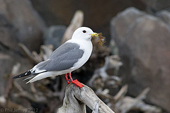 Red-legged Kittiwake