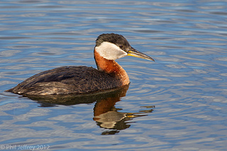 Red-necked Grebe