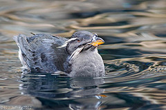 Rhinoceros Auklet