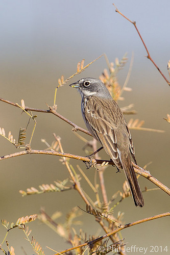 Sagebrush Sparrow