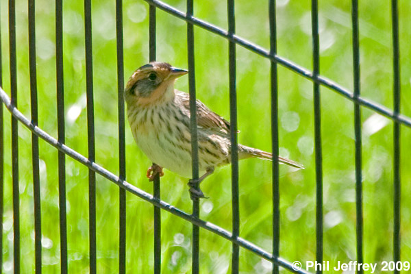 Saltmarsh Sharp-tailed Sparrow