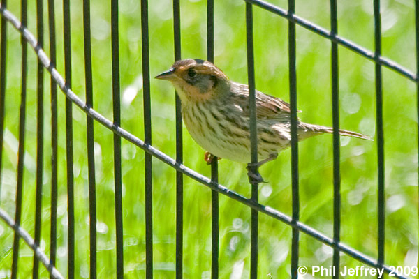 Saltmarsh Sharp-tailed Sparrow