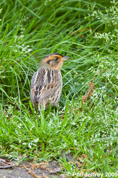 Saltmarsh Sharp-tailed Sparrow