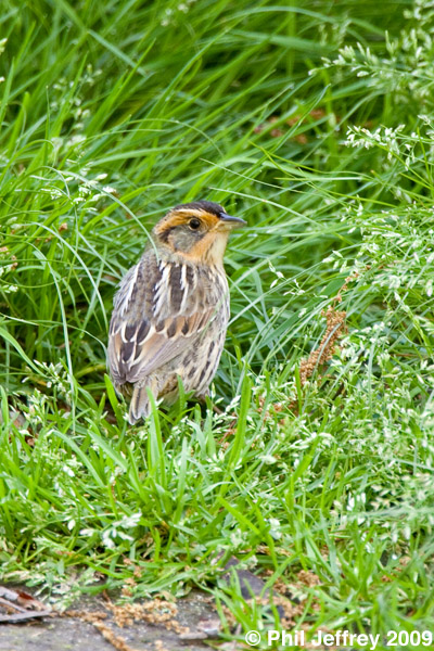 Saltmarsh Sharp-tailed Sparrow