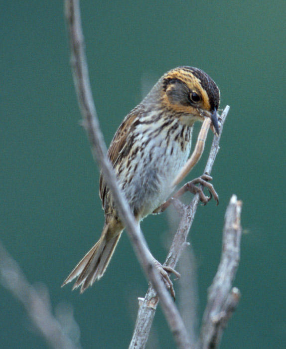 Saltmarsh (Sharp-tailed) Sparrow