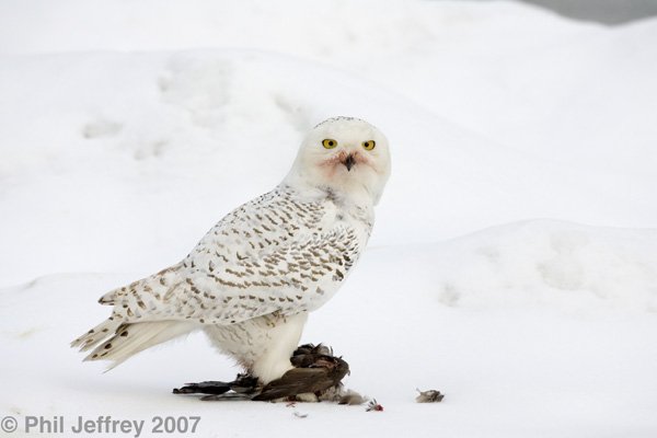 Snowy Owl
