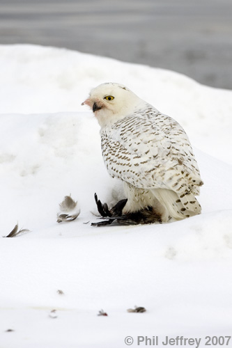 Snowy Owl