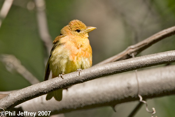 Summer Tanager