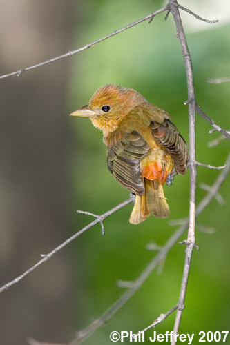 Summer Tanager