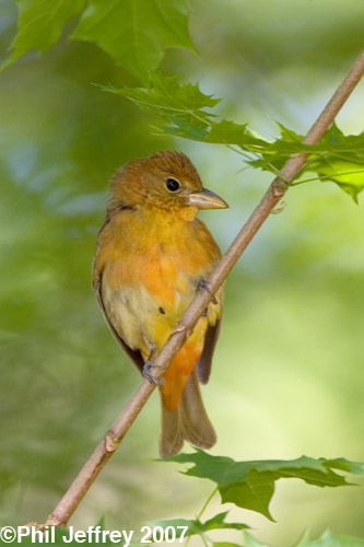 Summer Tanager