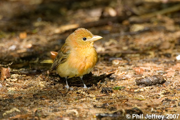 Summer Tanager