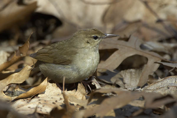 Swainson's Warbler