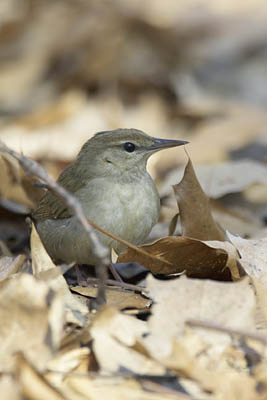 Swainson's Warbler