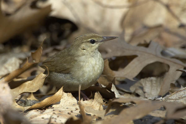 Swainson's Warbler