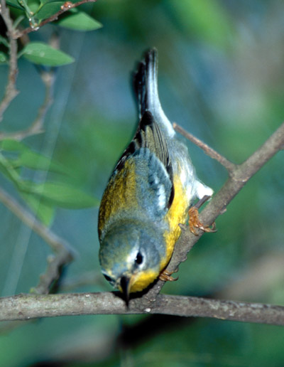 female Tropical Parula in Texas